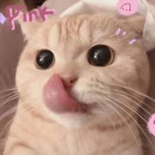 Nguyễn Gia Huy avatar